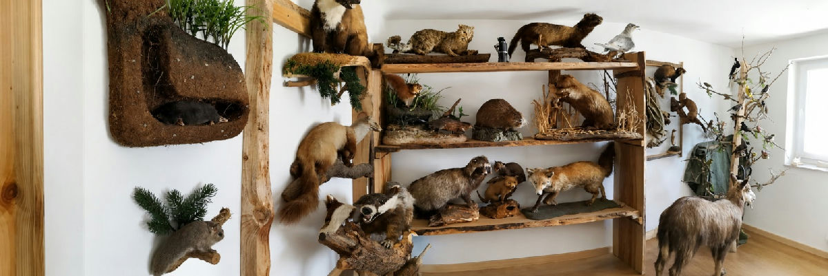 Präparate-Sammlung Haarwild